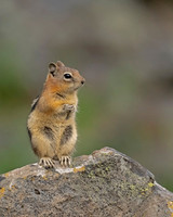 Golden-mantled Ground Squirrel