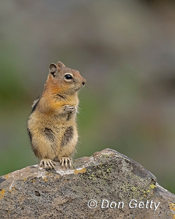 Golden-mantled Ground Squirrel