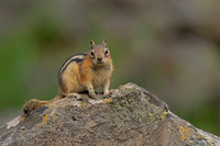 Golden-mantled Ground Squirrel