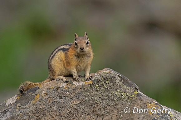 Golden-mantled Ground Squirrel