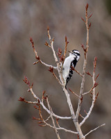 Downy Woodpecker