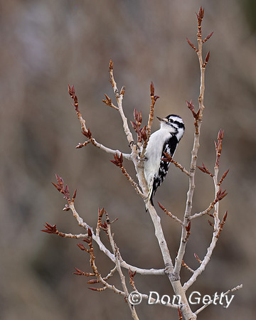Downy Woodpecker