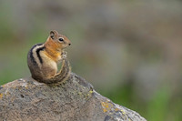 Golden-mantled Ground Squirrel