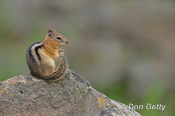 Golden-mantled Ground Squirrel