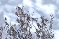 Bohemian Waxwing