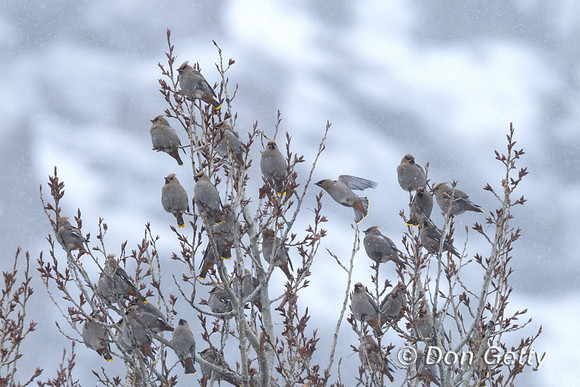 Bohemian Waxwing