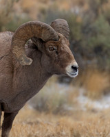 Bighorn Sheep