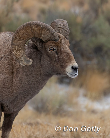 Bighorn Sheep