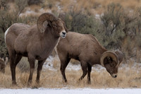 Bighorn Sheep