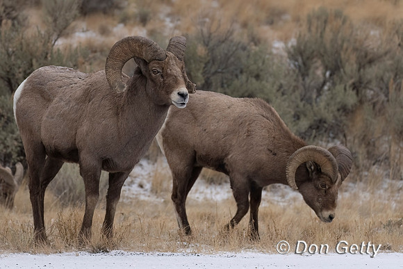 Bighorn Sheep