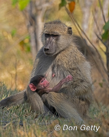 Chacma Baboon