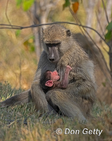 Chacma Baboon