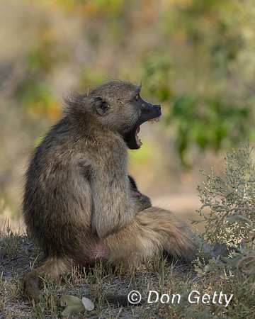 Chacma Baboon