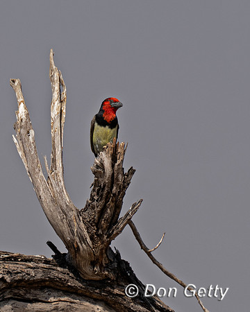 Black-collared Barbet