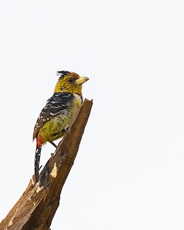 Crested Barbet