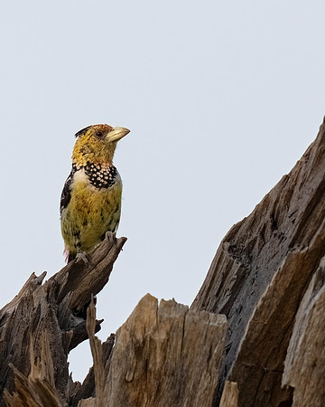 Crested Barbet