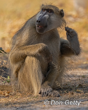 Chacma Baboon
