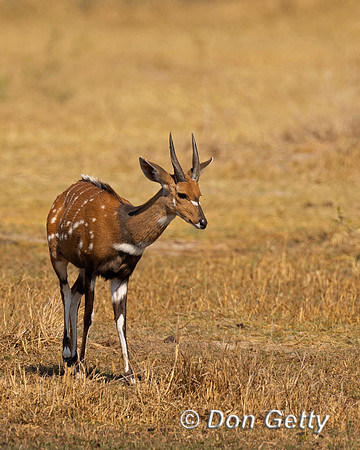 Bushbuck