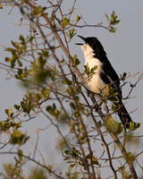 Swamp Boubou