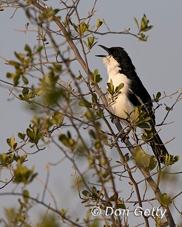 Swamp Boubou