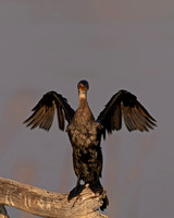 Reed/Long-tailed Cormorant