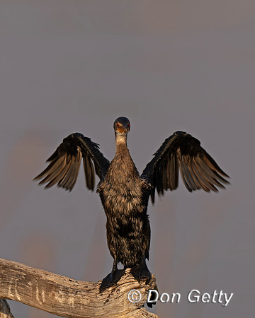 Reed/Long-tailed Cormorant