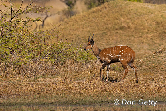 Bushbuck