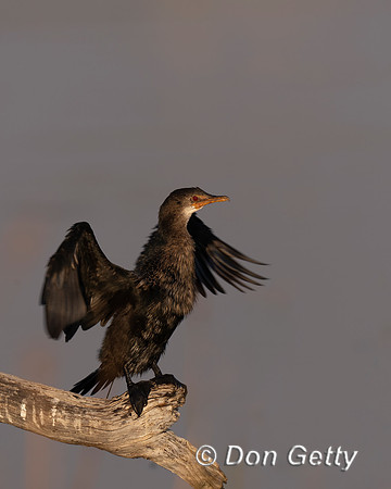 Reed/Long-tailed Cormorant