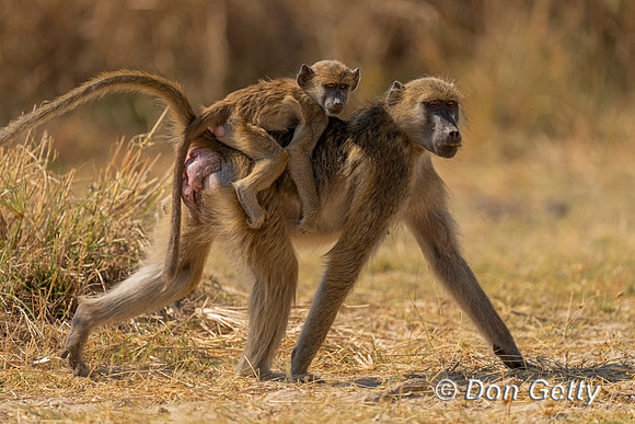 Chacma Baboon