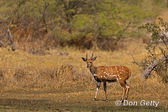 Bushbuck