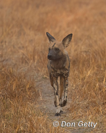 African Wild Dog