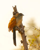 White-browed Coucal