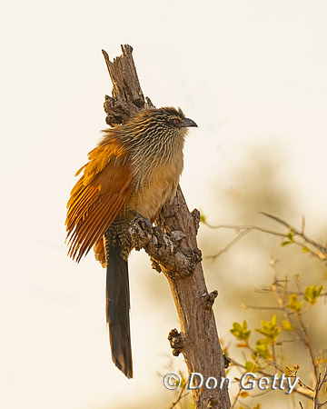 White-browed Coucal