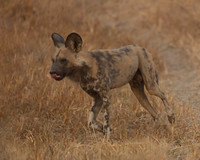 African Wild Dog