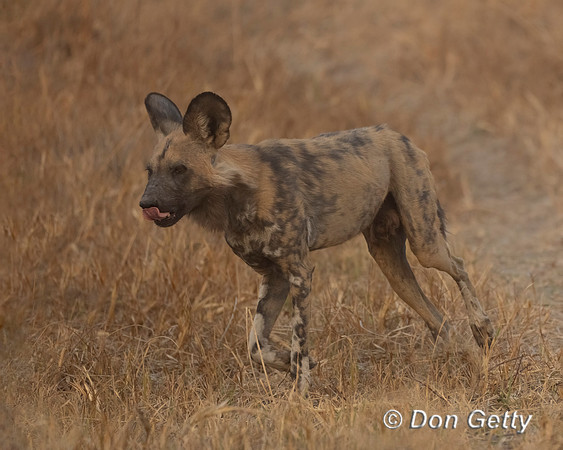 African Wild Dog