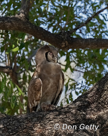 Verreaux's Eagle-Owl
