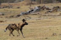 African Wild Dog