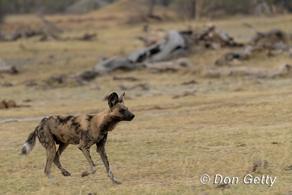 African Wild Dog