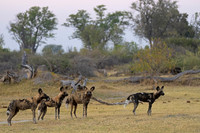African Wild Dog