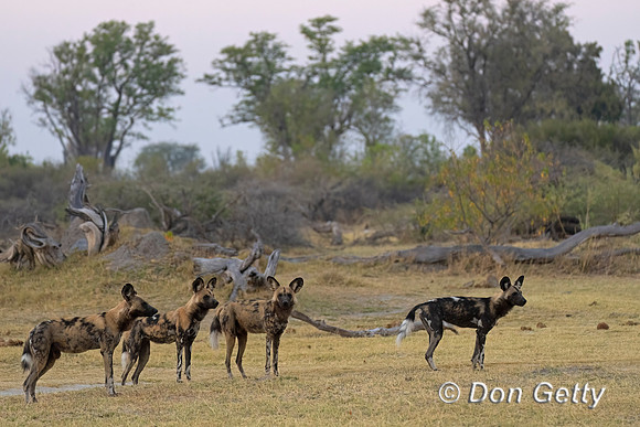 African Wild Dog