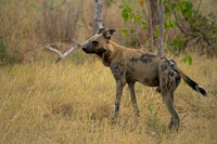 African Wild Dog