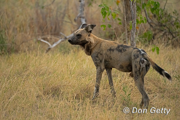 African Wild Dog