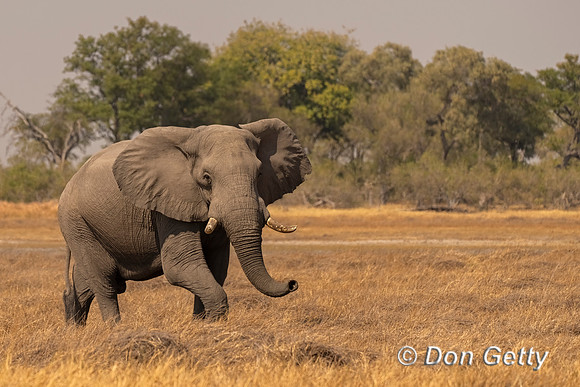 Elephant