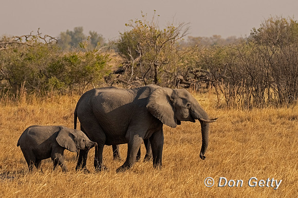 Elephant