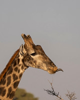 Southern Giraffe
