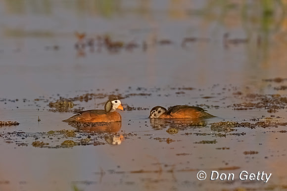 African Pygmy Goose