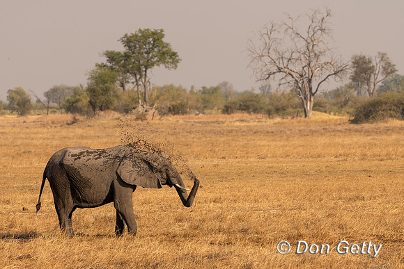 Elephant
