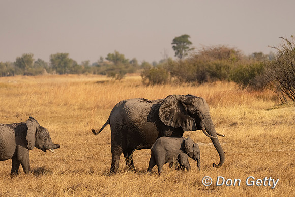 Elephant