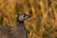 Helmeted Guineafowl