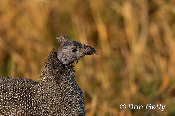 Helmeted Guineafowl